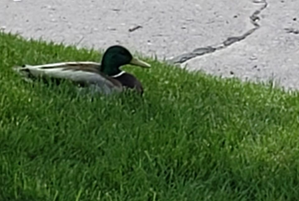 The Daddy Mallard protecting his nest in my front yard (Jane Marie Bradish)