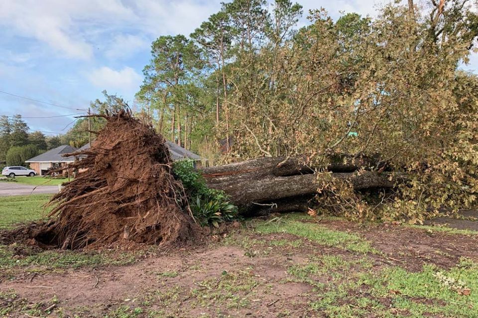 Uprooted oak tree after Hurricane Laura last year, Lafayette, Louisiana (Celeste Larroque)