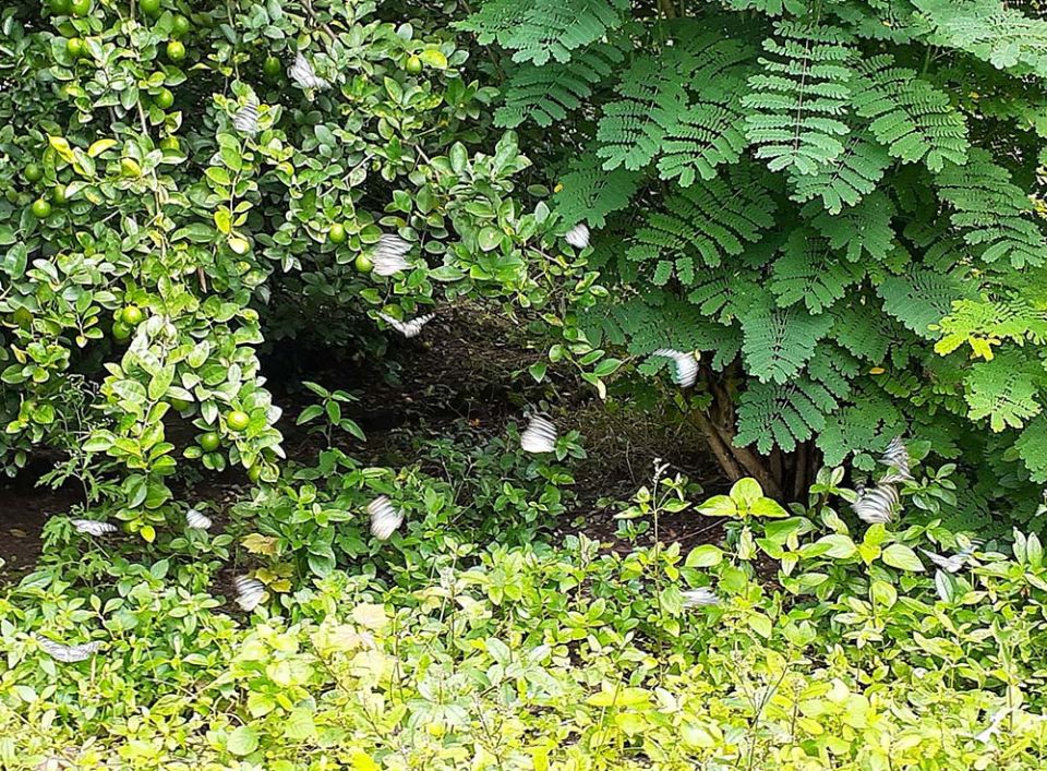 Butterflies cluster around the butterfly bush at Deepalaya in Khandwa, Madhya Pradesh, India. (Courtesy of Celine Paramundayil)