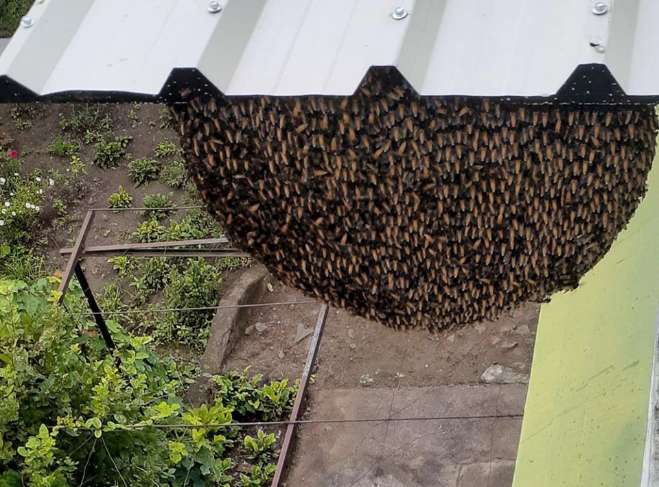 Honeybees gather at Deepalaya in Khandwa, Madhya Pradesh, India. (Courtesy of Celine Paramundayil)