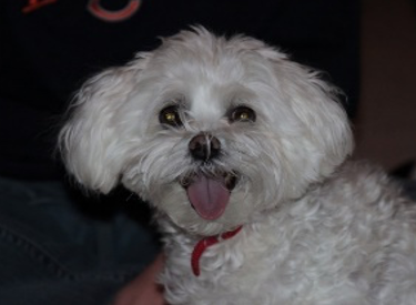 Chloe, the beloved pet Maltipoo of Judy Principe (Courtesy of Judy Principe)