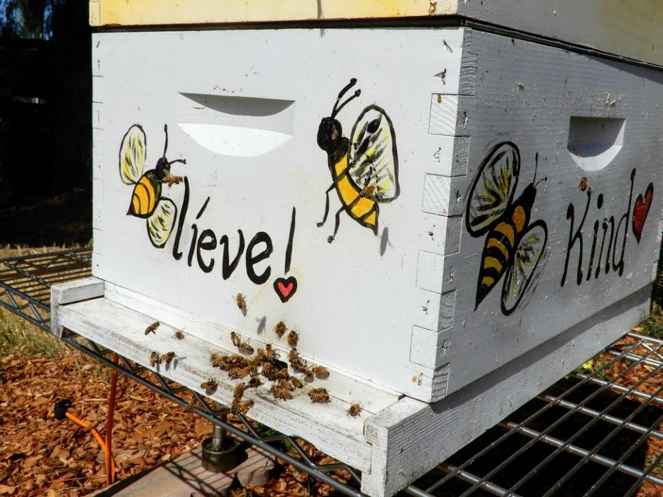 You can tell a lot about a hive by observing the bees coming in and out, Sr. Barbara Hagel says. (Melanie Lidman)