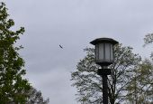 A crow glides on the wind over Mount St. Scholastica, Atchison, Kansas (Julie A. Ferraro)